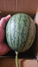 【夏季专属】正宗手撕西瓜2k小糖丸西瓜薄皮西瓜新鲜采摘产地直发 西瓜 小糖丸带箱3-4斤(1-2粒) 实拍图