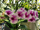 九牧（JOMOO）花洒喷头浴室增压出水手持花洒头 【三功能】S260033-2B01-1 实拍图