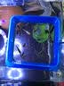 燕之雁 鱼缸悬浮喂食圈 长10cm高3.5cm 加厚双层设计 水族箱定点喂食器 实拍图