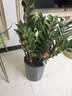 植男植女金钱树大型盆栽植物室内客厅办公室四季常青招财好养绿植源头直发 实拍图