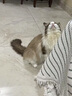 欢宠网伊丽莎白圈猫宠物狗猫咪狗狗绝育软项圈头套脖套防舔防咬脖圈耻辱 实拍图
