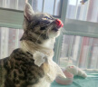麦富迪（Myfoodie）猫条冻干猫零食 猫罐头成幼猫通用羊奶肉酱猫条混合味14g*80支 实拍图