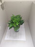 双盟绿萝盆栽除甲醛花卉绿植办公室新房净化空气160白1盆源头直发 实拍图