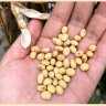 山东特产笨黄豆3斤 老品种非转基因土黄豆豆浆豆 肾形椭圆形 晒单实拍图