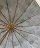 伞小满16骨手动高颜值雨伞太阳伞遮阳伞防晒伞防紫外线女士晴雨两用折叠 法式暮森-16骨彩胶三折伞 实拍图