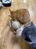 HELLOJOY逗猫咪玩具自嗨解闷猫抓板幼猫爪板小猫抓球耐抓不掉屑耐磨猫爬架 实拍图
