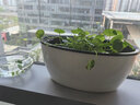 奥美优 自动吸水花盆大号椭圆形树脂塑料双层长形花卉绿植盆 不含绿植 实拍图