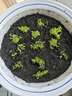 若绿真便宜多肉好养老桩绿植花卉小苗肉肉花植物小盆栽清棚 黄金万年草 不含盆 实拍图
