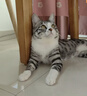 红狗主食猫条鲜鸡肉配方10g*25支 高肉含量湿粮猫条 实拍图