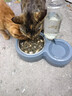 甜浪海猫碗双碗自动喂食器不锈钢狗盆幼猫吃饭喝水防打翻饮水机宠物食盆 实拍图