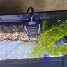 森森（SUNSUN）龙鱼缸加热棒自动恒温变频省电加温棒水族箱加温器 急速加热【100W变频省电】推荐30-60L水用 实拍图