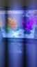森森（SUNSUN）鱼缸水族箱桌面生态金鱼缸玻璃迷你小型客厅懒人免换水家用缸 (高清玻璃)白230+水草景(带20件套) 实拍图