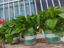 双盟绿萝盆栽除甲醛花卉绿植办公室新房净化空气180加仑4盆装源头直发 实拍图