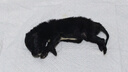 新宠之康宠物狗狗猫咪羊奶粉400g成幼奶猫奶狗泰迪金毛全阶段怀孕成长营养 实拍图