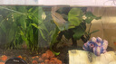 异景园鱼缸水族箱造景水榕沉木活体水草淡水无土植物后景真水草净水增氧 三头大叶榕沉木 实拍图
