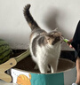 疯狂的主人猫抓板窝特大号猫玩具猫爪板猫抓盆不掉屑猫窝椭圆形瓦楞纸 实拍图