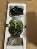 开时果 清香胡椒木盆栽 办公室内花卉迷你桌面盆景植物驱蚊草好养绿植 哥窑浅绿盆+苔藓+圆形底托 实拍图
