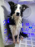 Jirpet宠物烘干箱智能全自动猫咪吹风机中小型犬低噪烘干机吹水器记洱 【230升】P9双风机 实拍图