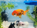 森森（SUNSUN）鱼缸水族箱客厅家用生态桌面金鱼缸免换水懒人鱼缸一体缸自循环 38cm长 内置棉和滤材 实拍图