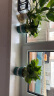 双盟绿萝盆栽除甲醛花卉绿植办公室新房净化空气 110款8盆源头直发 晒单实拍图