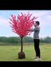 红梅花树苗盆栽庭院地栽浓香梅花苗花卉植物腊梅室内外耐寒绿植盆景 红梅主杆粗2厘米，苗总高60厘米左右 不含盆 实拍图
