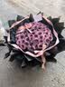 鲜花情99朵曼塔乌梅子酱玫瑰花束送女友闺蜜老婆生日礼物同城 【我心永恒】52朵乌梅子酱-曼塔喷染 同城配送 支持预约日期 实拍图