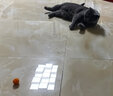猫咪玩具发射枪毛绒球自嗨解闷弹力无声静音毛球宠物球耐咬逗猫棒 彩色毛绒球50个+发射枪(单发） 实拍图