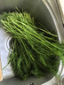 茗君鲜顺丰包邮山东茴香菜新鲜茴香苗现摘头茬荤香嫩叶小茴香饺子馅蔬菜 茴香2斤（顺丰/京东包邮） 实拍图