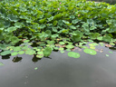 欧莱雅男士水能润泽双效洁面膏100ml洗面奶控油补水保湿护肤品生日礼物 实拍图