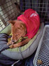 Lanswood 狗狗衣服拉布拉多金毛大型犬小型犬泰迪柯基柴犬狗衣服中大型犬 红衣-中国年兽 4X建议22斤左右 实拍图