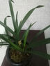 艾莹有香味的兰花苗 建兰金尊红颜 四季兰带金边室内阳台花卉盆栽绿植 【带花】富山奇蝶4苗配黑硬盆土肥 实拍图