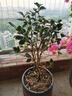 盆栽茶花苗 山茶花苗绿植花卉盆栽四季好养茶花树苗盆栽耐寒花卉观花植物室内花卉绿植开花不断 不含盆 六角大红 6年苗花苞爆满 实拍图
