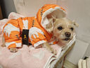 华元宠具（hoopet）狗狗衣服冬天保暖四脚羽绒服宠物小型犬比熊柯基棉服泰迪冬季衣服 【加厚加绒】四脚棉服 橘 XL：背长37cm【建议9-12斤】 实拍图
