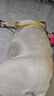 冠能狗粮体重控制绝育犬成犬狗粮全价7kg 高蛋白低脂肪健康减轻体重 实拍图