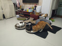 【京东快递】猫抓板磨爪猫窝椭圆形猫抓盆猫抓板巨大耐磨特大号 大号猫爪板40*40【10斤内 随机花边】 下单送猫薄荷 实拍图