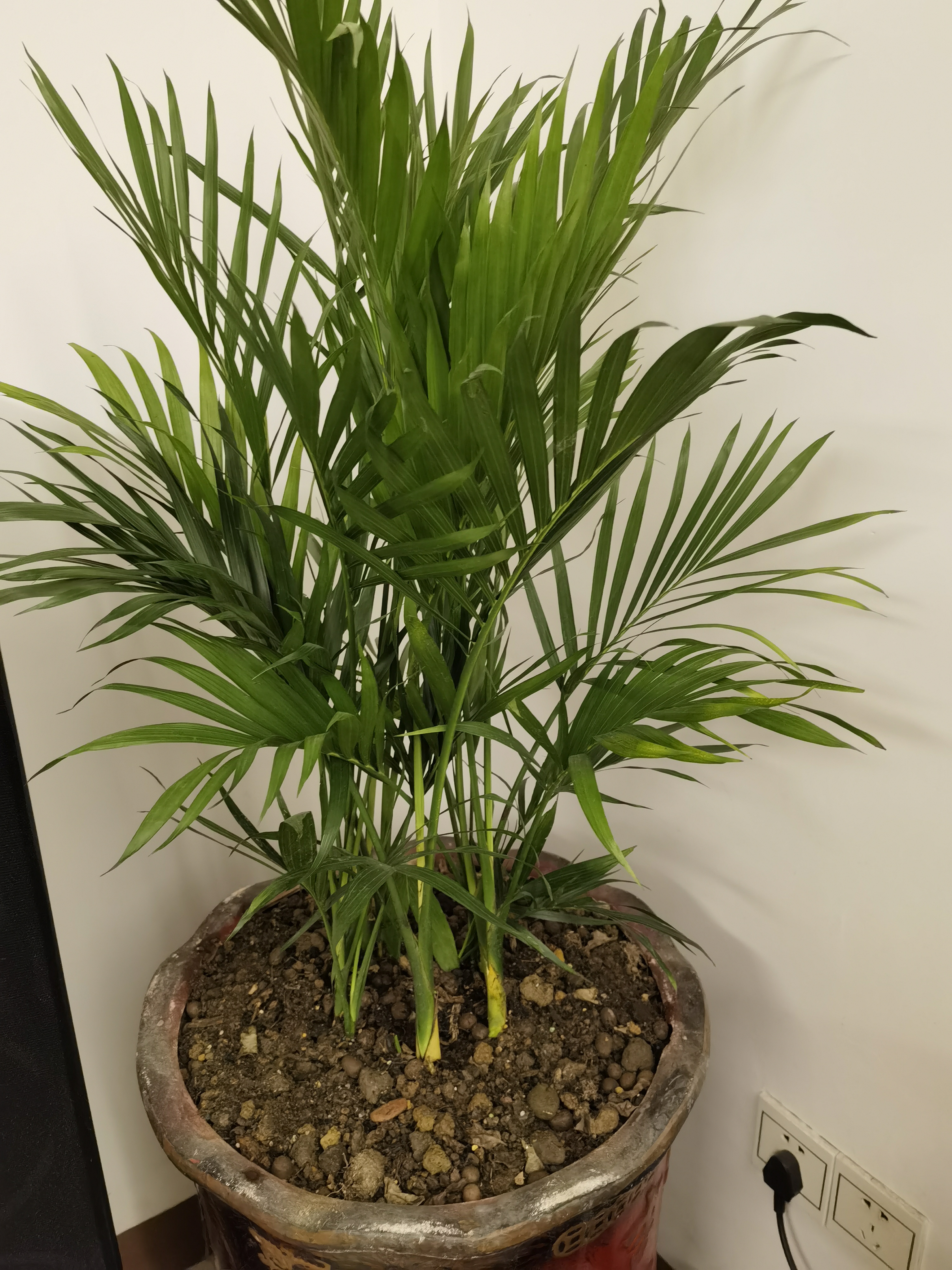 中梦散尾葵植物盆栽客厅大型绿植室内办公室凤尾竹盆景天堂鸟花卉 散尾葵高80-90厘米简易原盆 实拍图