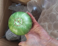 京鲜生 绿宝香瓜甜瓜  4粒装 单果200g起 中秋生鲜水果 实拍图