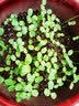 花沃里重瓣凤仙花种子5g 花卉种子盆栽驱蛇花土办公庭院蛇灭门草籽 实拍图