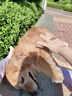 TOTAL EQUILIBRIO巴西淘淘狗粮 中大型犬成犬狗粮英派特鱼油美毛通用型 中大型犬 成犬粮10kg（牛肉味） 实拍图