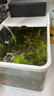 阔庭（KUOTING）鱼缸桌面透明生态鱼缸客厅水族箱白色 实拍图