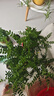 开时果 正宗胡椒木盆栽清香型 桌面植物苗防驱蚊草绿植盆景源头直发包邮 【6年大苗】挣钱的瓷盆+肥料 实拍图
