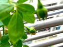 花友藤本月季花苗月季花树苗盆栽特大花苗庭院爬藤植物阳台蔷薇爬墙 夏洛特夫人【爬藤】大苗 1-1.3米高度多分叉 实拍图