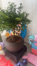 开时果 小叶赤楠盆景摆件 办公室桌面绿植花卉好养盆栽植物源头直发包邮 【热销款】舍得紫砂盆+黑石+底座 实拍图