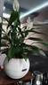 【热销款】白掌一帆风顺盆栽水培植物室内花绿植红掌发财树吸甲醛 特级白掌带花+杏色提拉米苏盆 实拍图