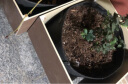 Bloombagz大号种树袋控根环保透气大花盆种植袋果树盆葡萄盆生长袋15加仑灰 晒单实拍图