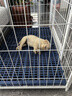 北鼻狗【升级全管加强 】狗笼中型犬大型犬狗笼子宠物狗狗笼子金毛用品 升级置物架加粗加密 白色 94*64*85CM 建议70斤内 实拍图