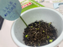 德沃多肥料凤仙花种子DIY儿童趣味种植盆栽套装植物观察杯杯六一儿童节 晒单实拍图