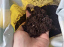 史丹利（STANLEY）兰花专用土君子兰蝴蝶兰营养土松树皮泥炭种植盆栽养花土壤10L 实拍图