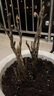 涵山菏泽观赏牡丹花苗盆栽庭院花卉洛阳牡丹树苗室内外阳台重瓣大花 1牡丹王 4到6分支 实拍图