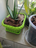 九千谷种菜盆种植盆韭菜盆绿色1个装 阳台种植箱33*24.5cm 带托盘3705 实拍图